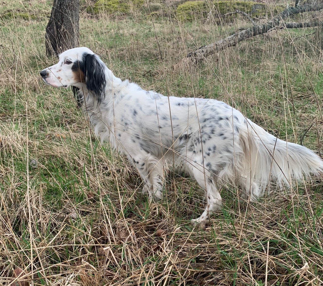 Engelsk setter valper