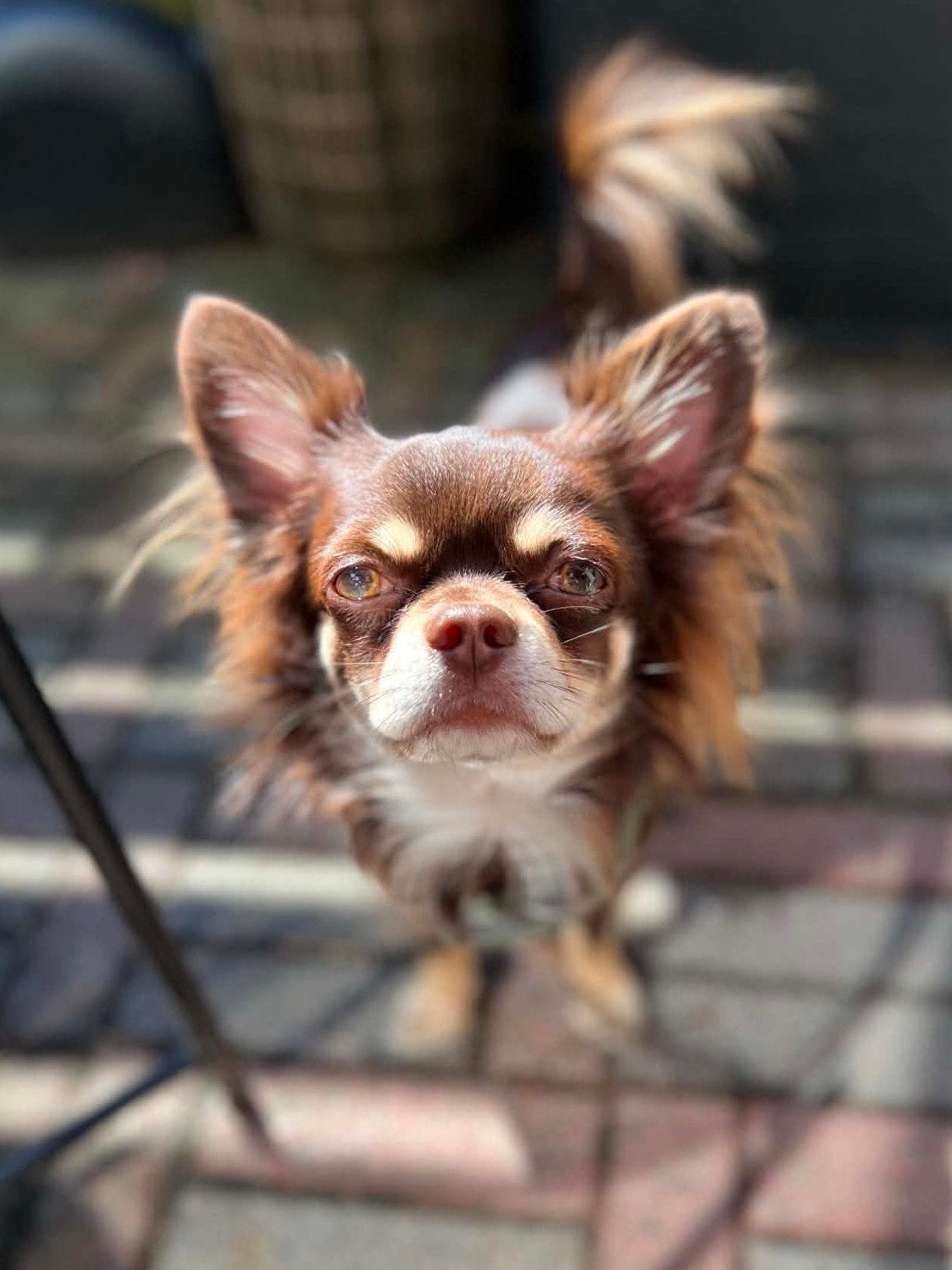 Langhåret chihuahua hann vurderes omplassert