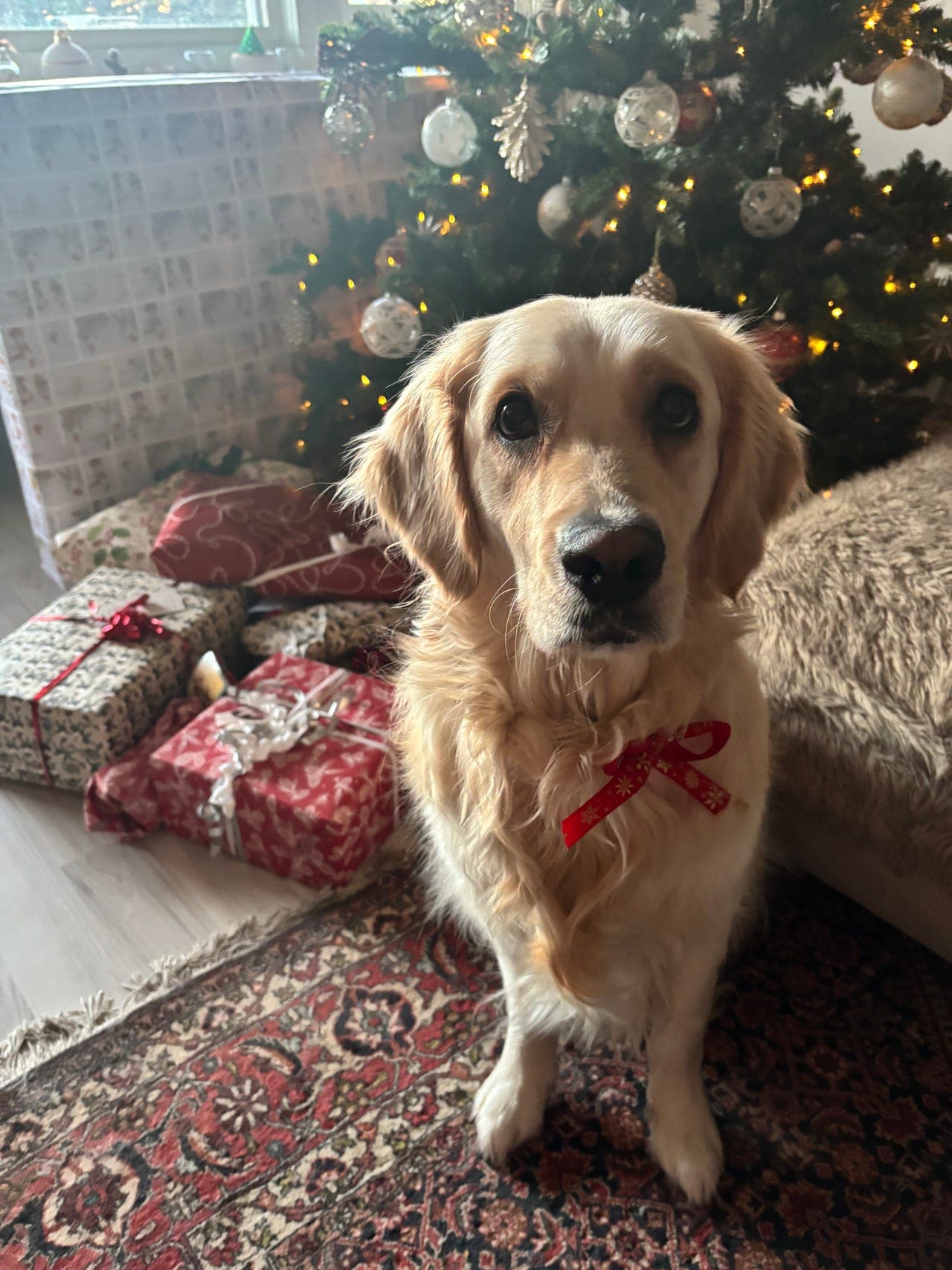 Verdens fineste golden🥺