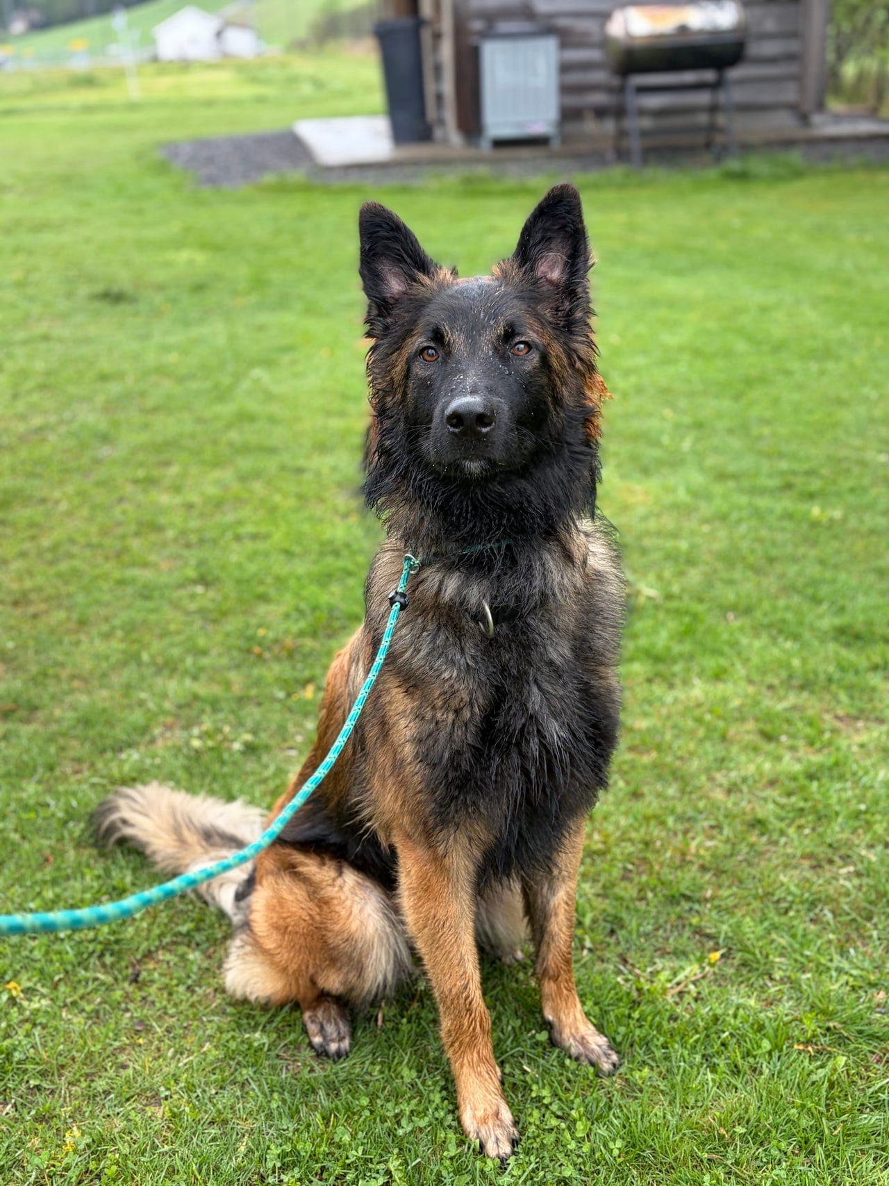 Lovende tervueren hannhund fra brukslinjer