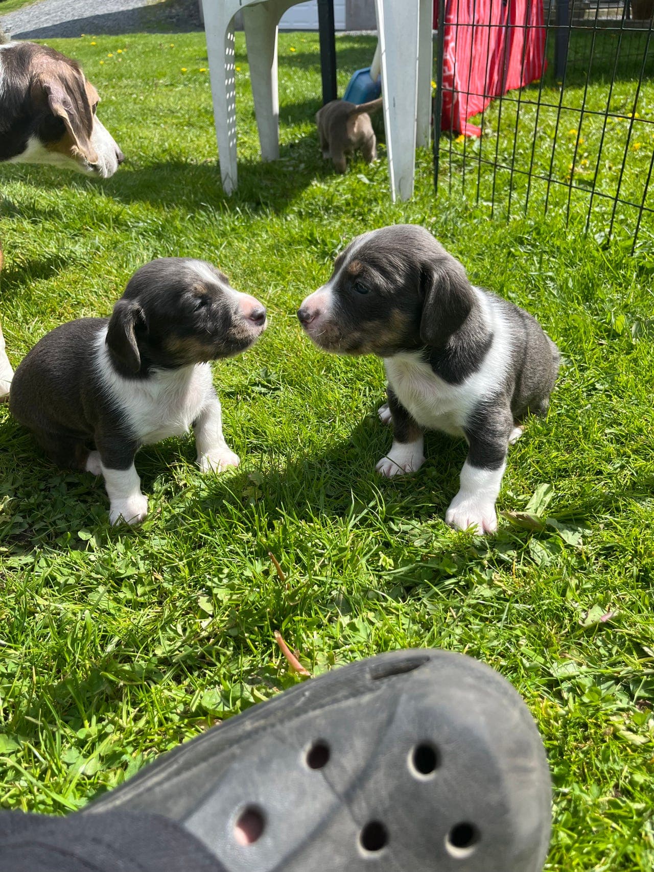 Drever  valper ( 3 hanner )