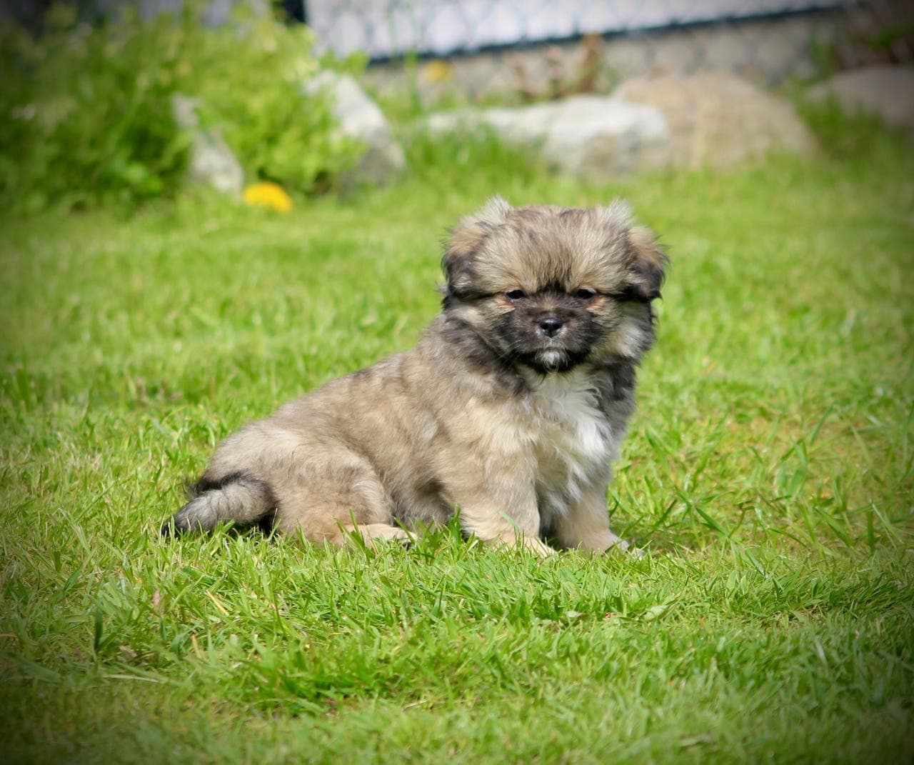 Tibetansk spaniel valper – NKK registrert