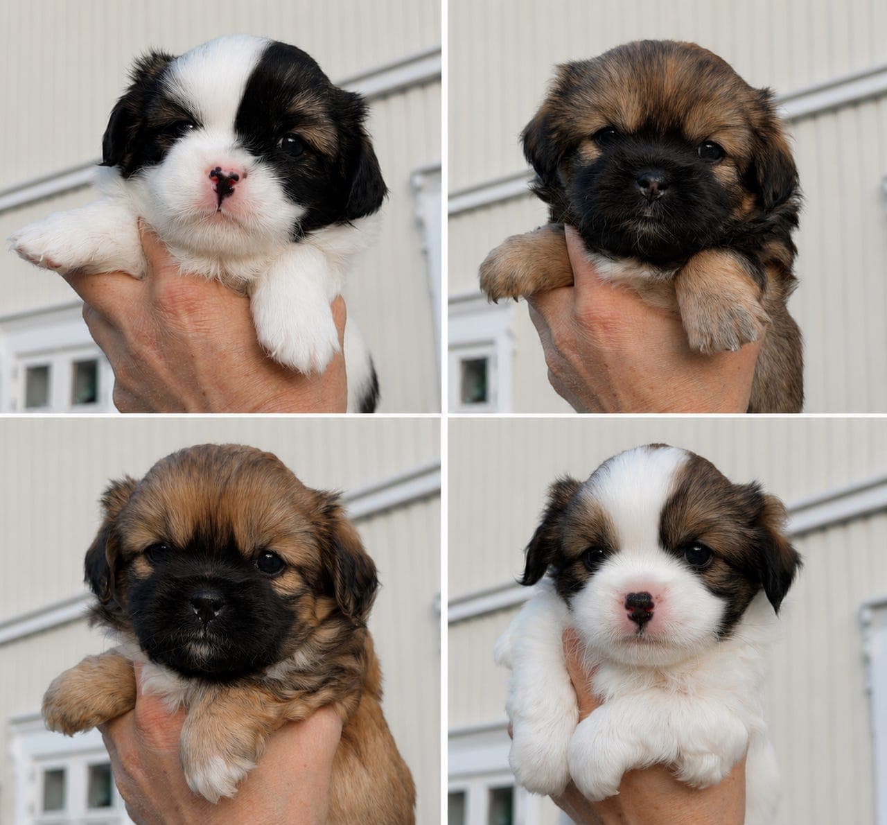 Tibetansk Spaniel valper  (NKK registrert)