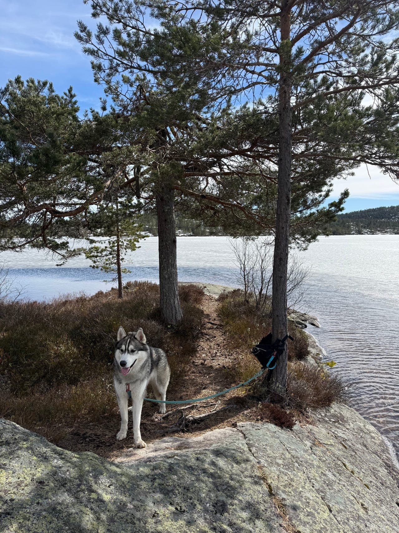 Meget fin turkamerat