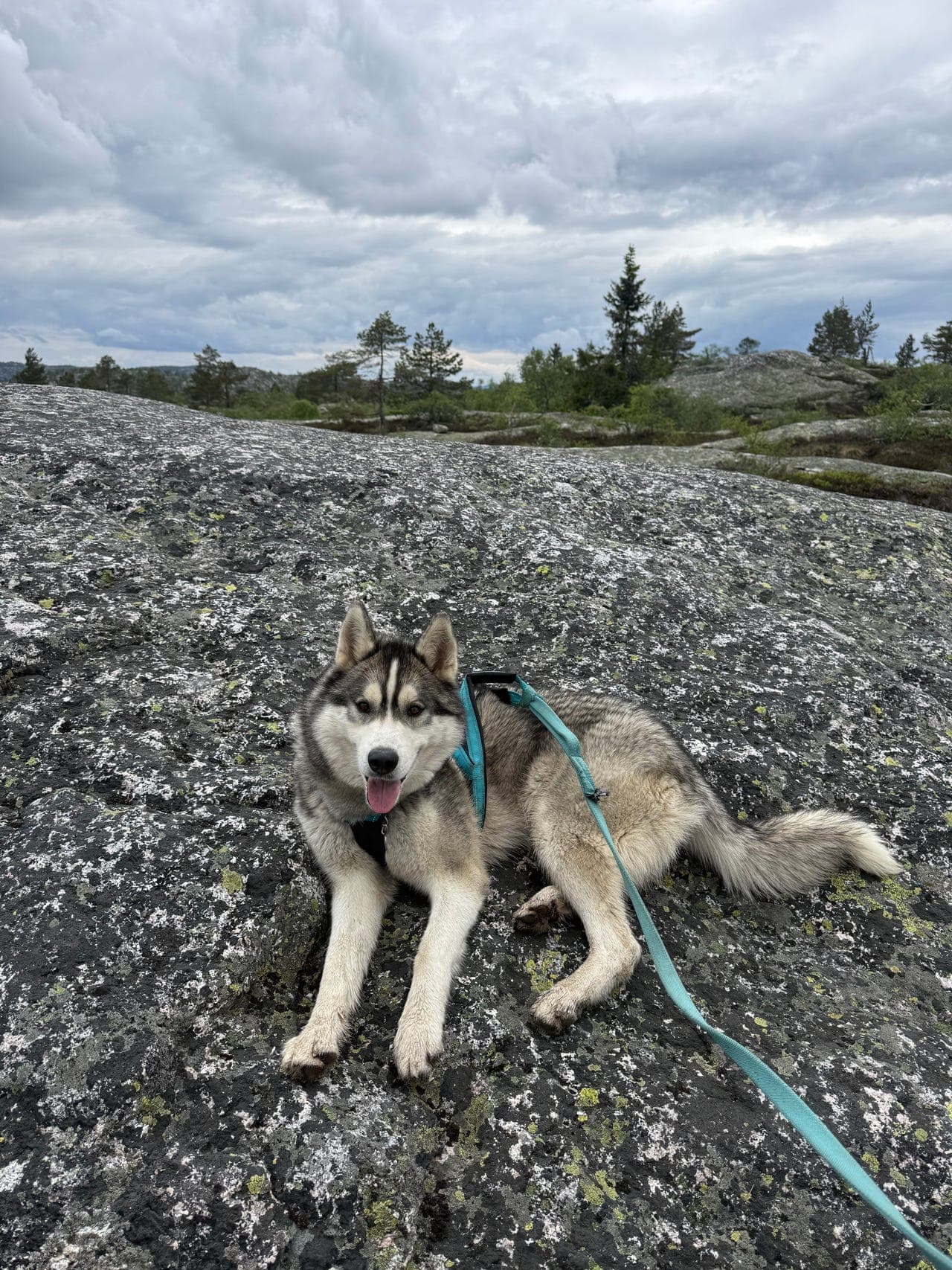 Meget fin turkamerat