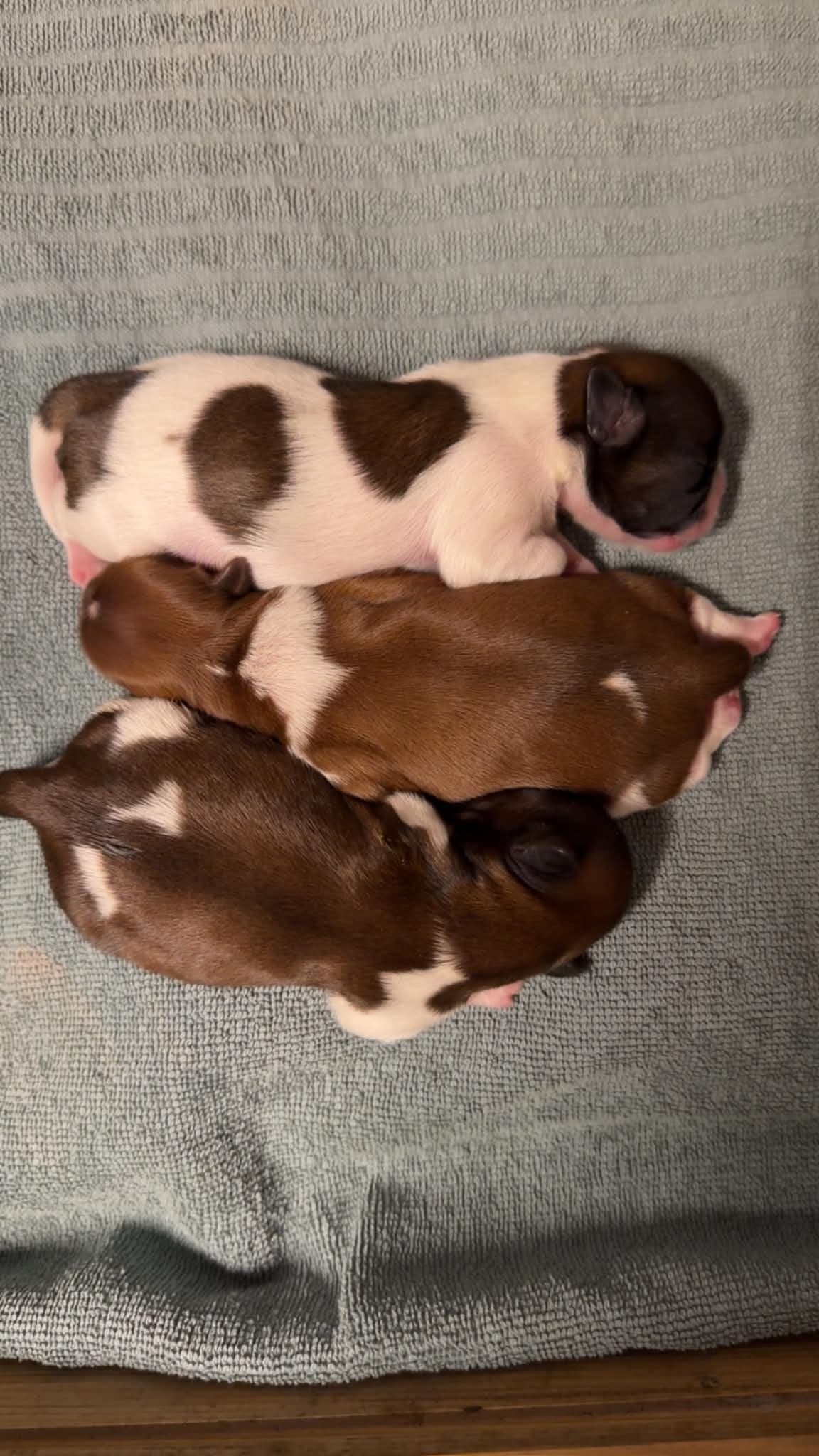Shih tzu tispevalper selges - NKK-registrert