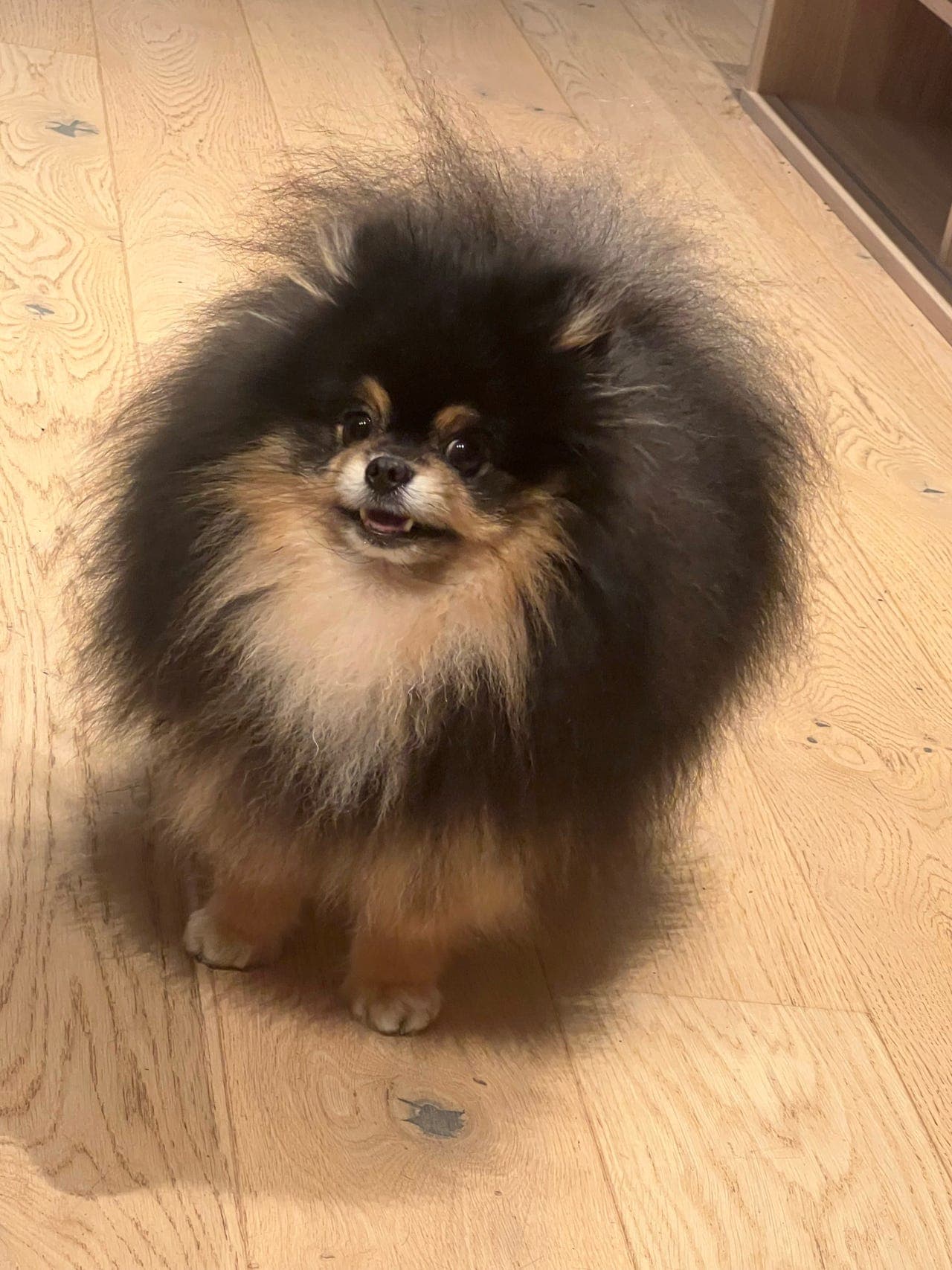 Small Pomeranian looking for love and care 🤍