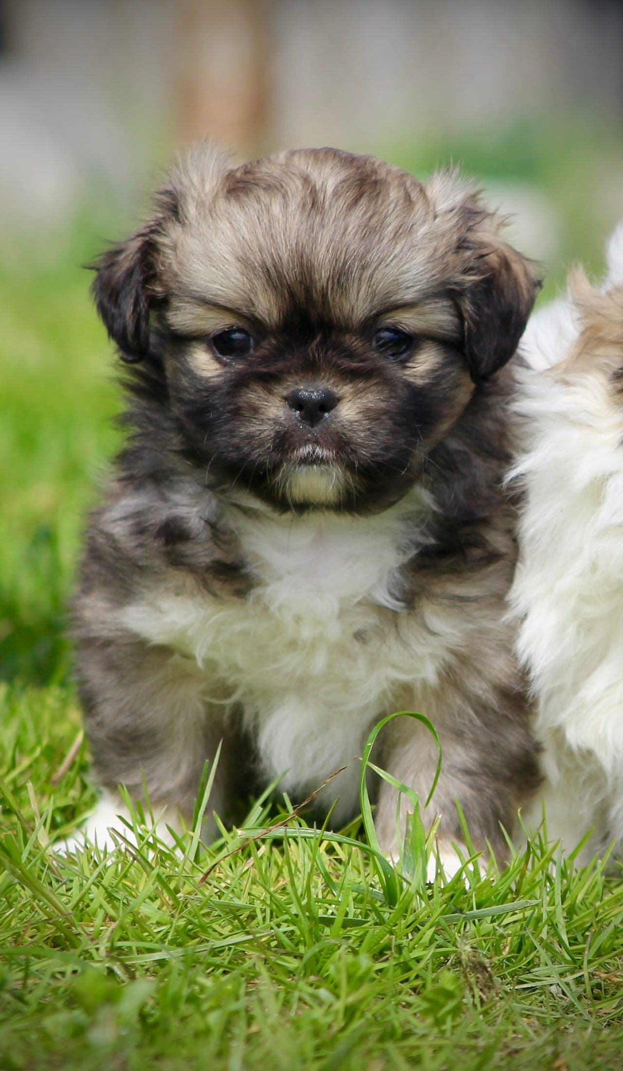 Tibetansk spaniel valper til salgs