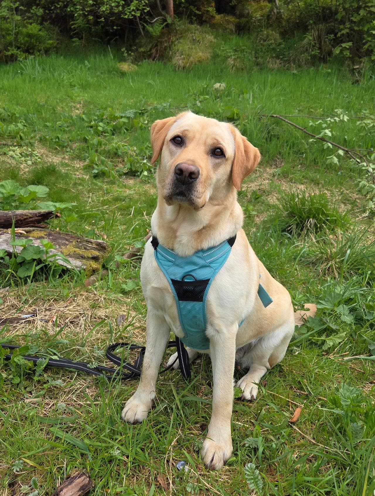 Nydelig labrador tispe 2 år vurderes omplassert.
