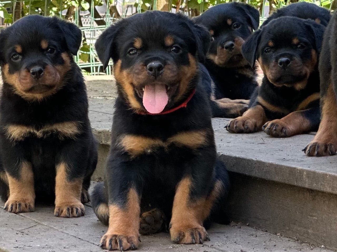 Rottweiler valper