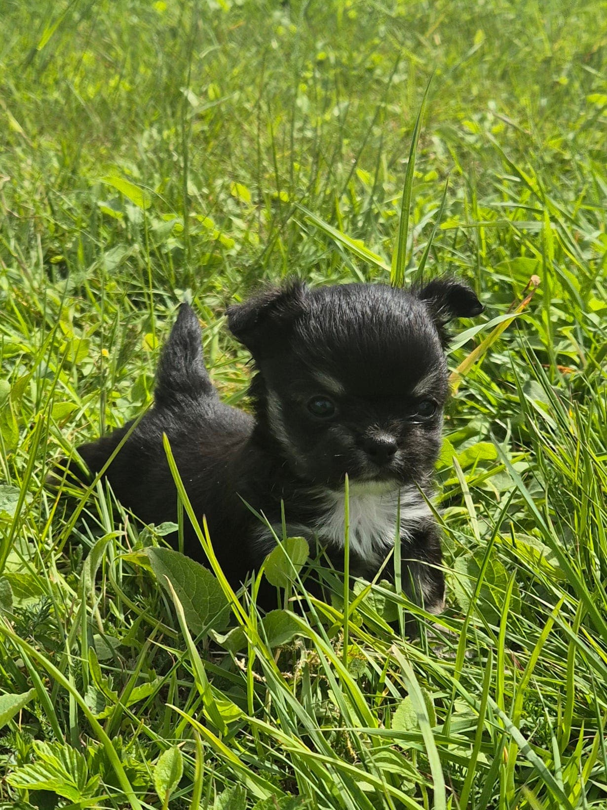 Chihuahua hann valp selges