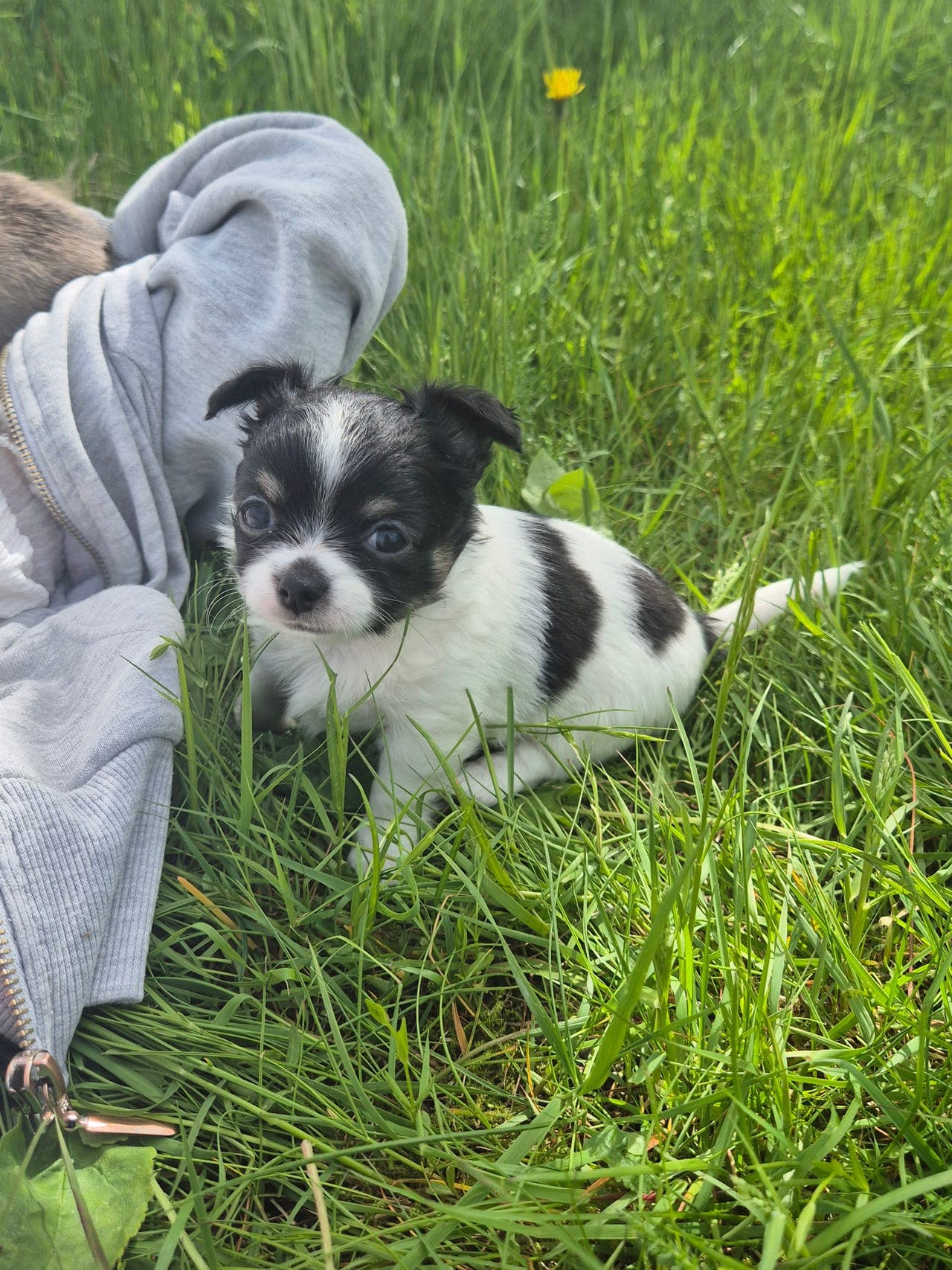 chihuahua tispe valp
