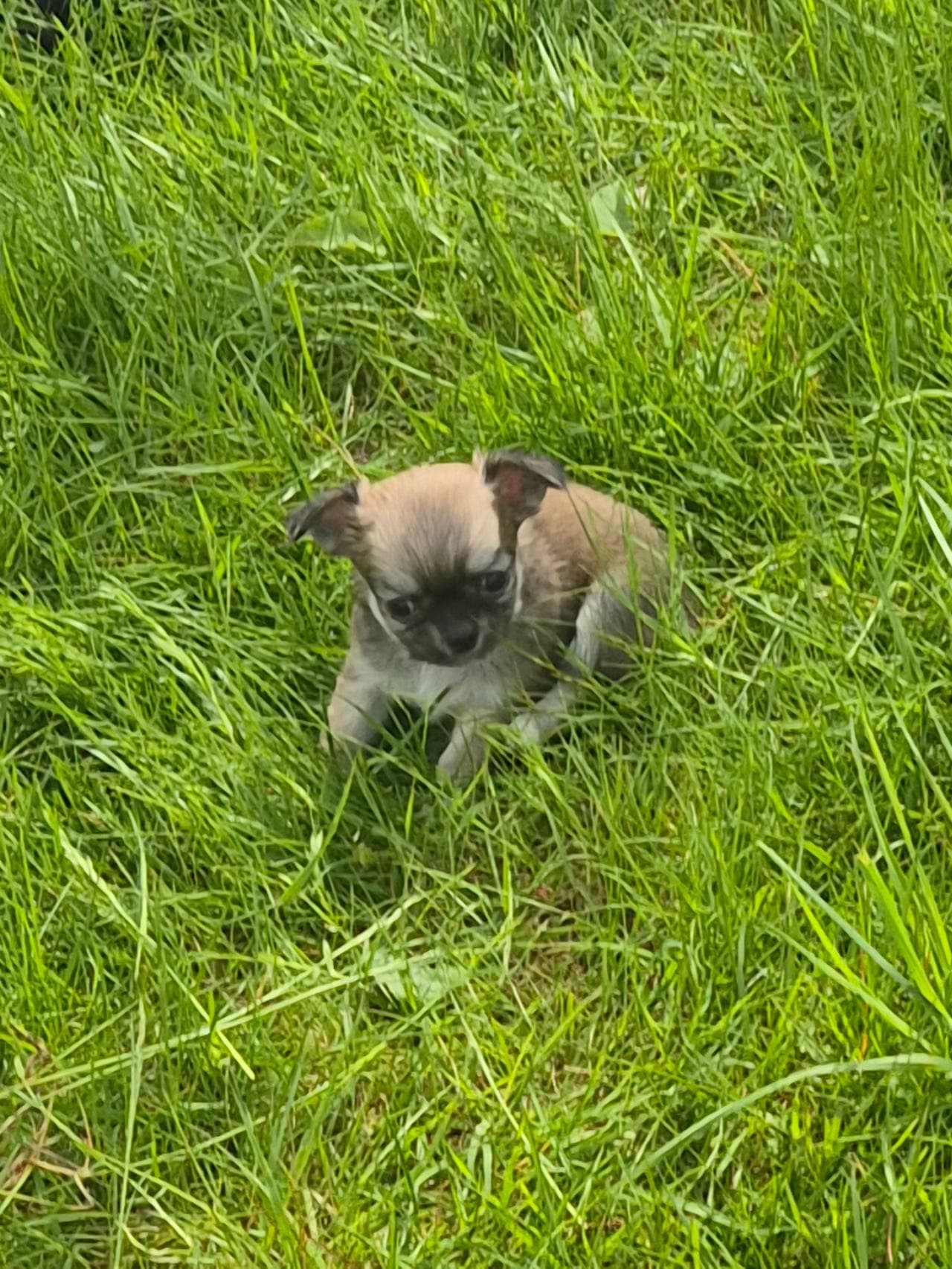 Langhåret Chihuahua tispe selges med Stamtavle
