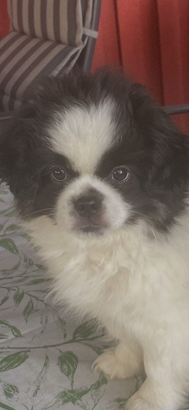 Tibetansk spaniel kull