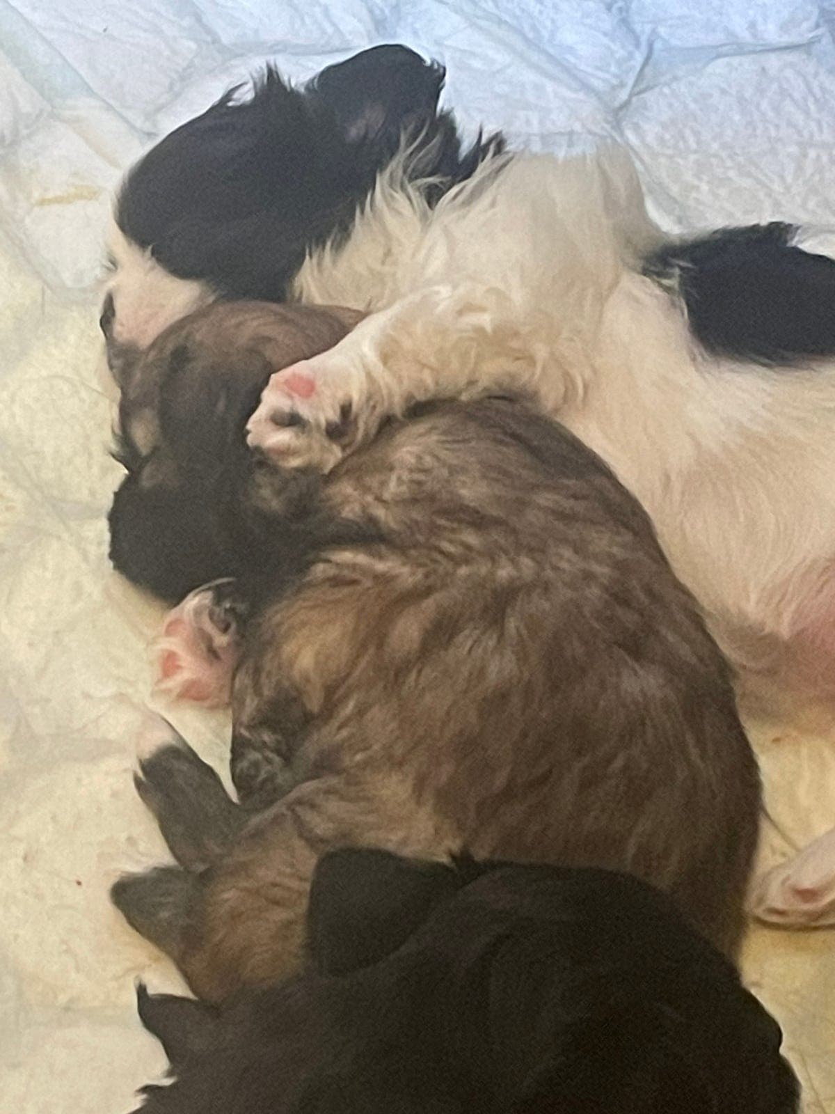 Tibetansk spaniel kull