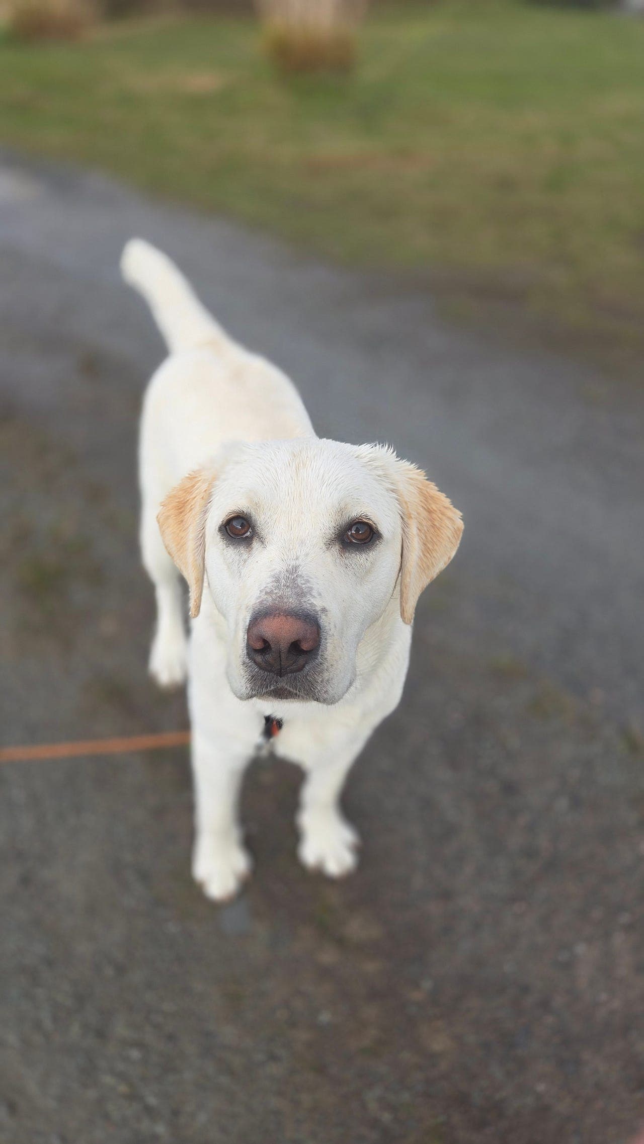 Labradorvalp
