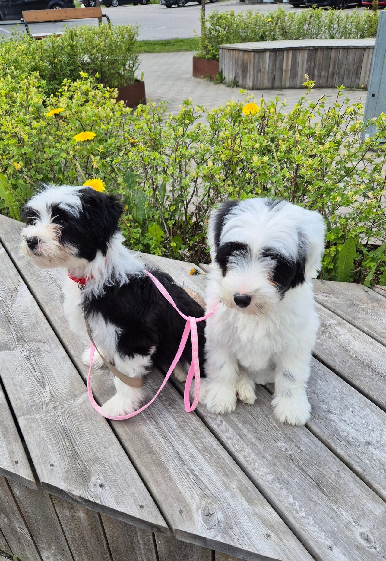 Tibetank Terrier valp, Røytefri og registrert i NKK