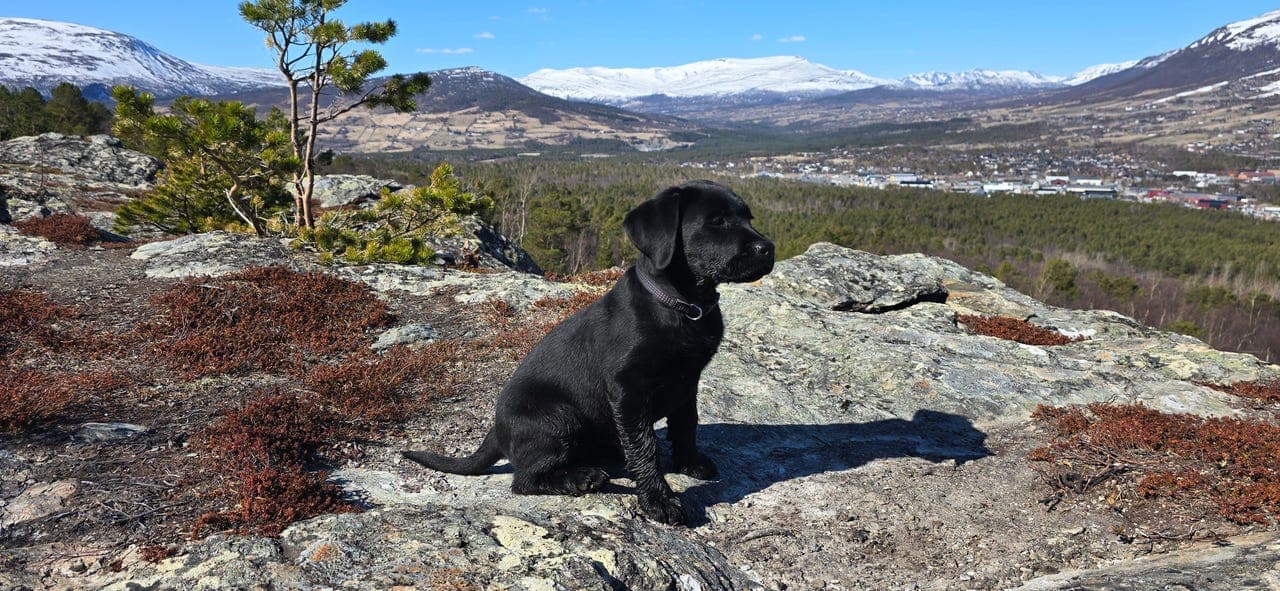 Omplassering Labrador