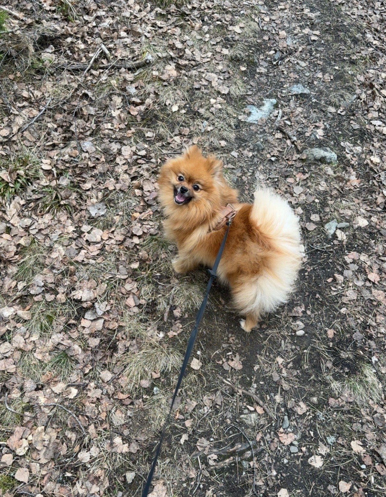 Mittelspitz trenger nytt hjem