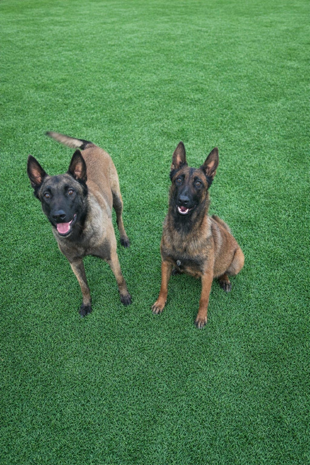 Malinois Valper Ventes