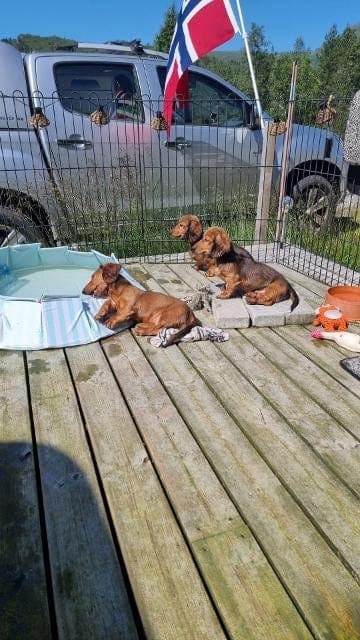 langhårs Dachs til salgs