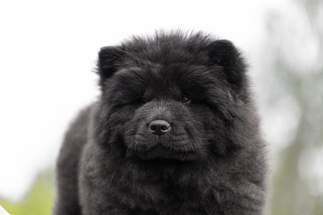 Chow chow tispe 2 mnd