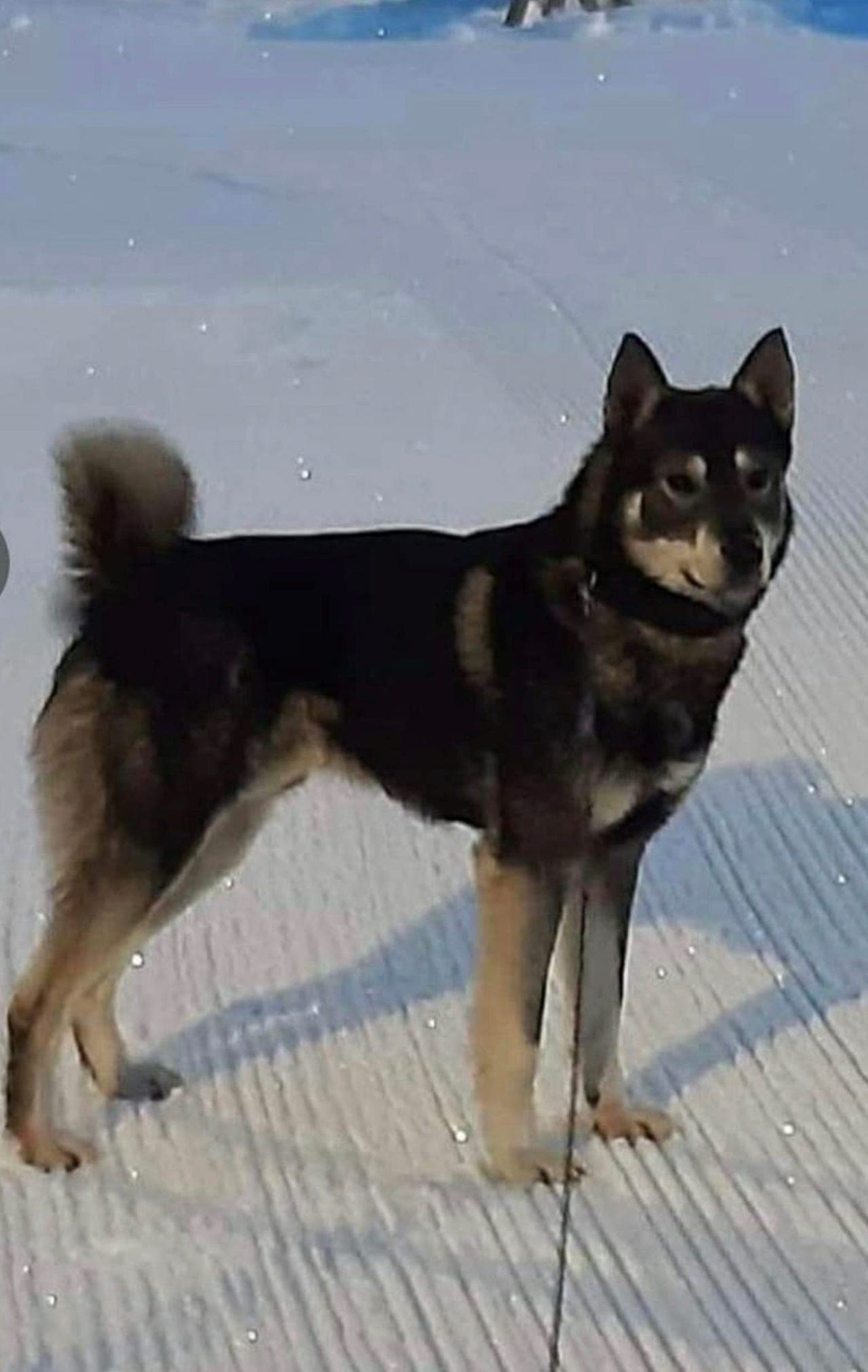 Jämthund valper e NJ(L)CH Tinnlosens SC Nala og NJ(L)CH Tåråfjells A-King