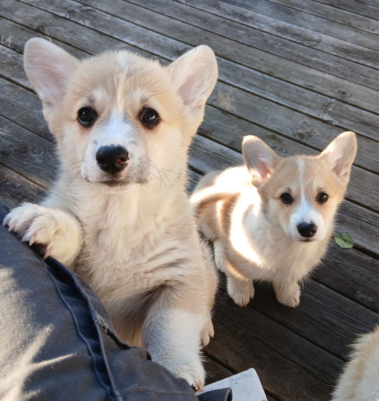 Welsh Corgi Pembroke valper 1 igjen
