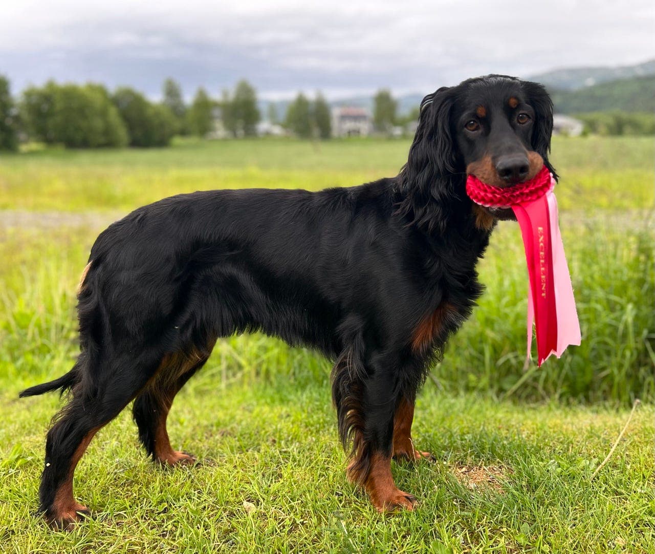 Gordon setter valp