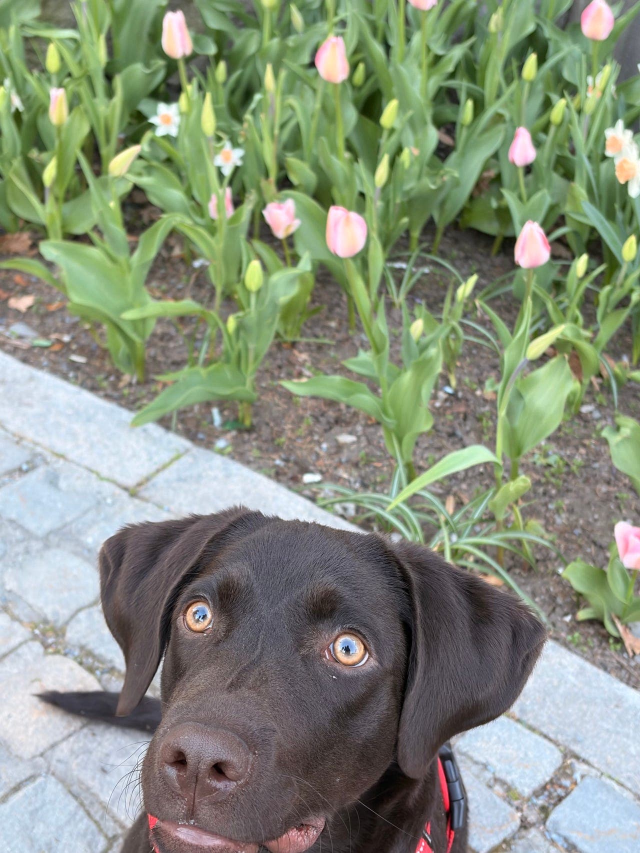 Labrador til omplassering