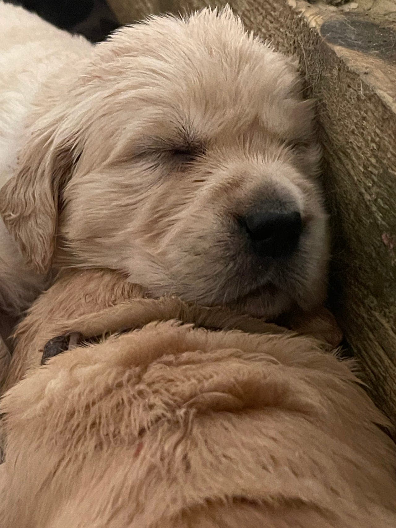Golden retriever valper