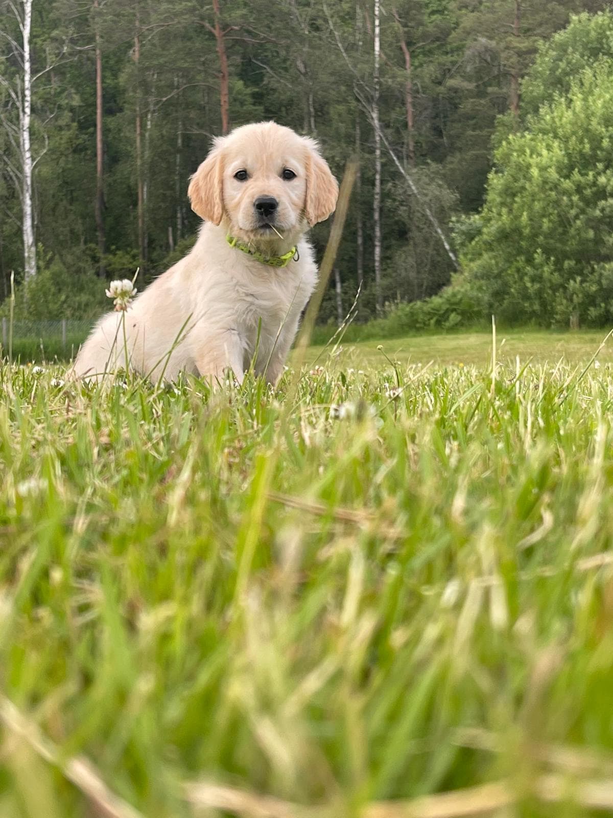 Golden retriever valper