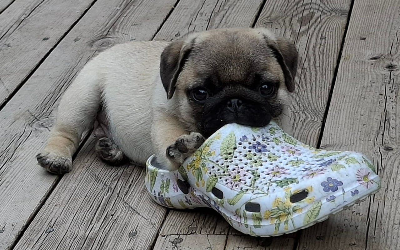 Mops valper søker kjærlige hjem🐾