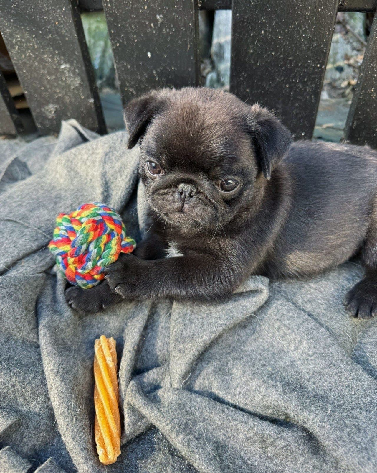 Mops valper søker kjærlige hjem🐾