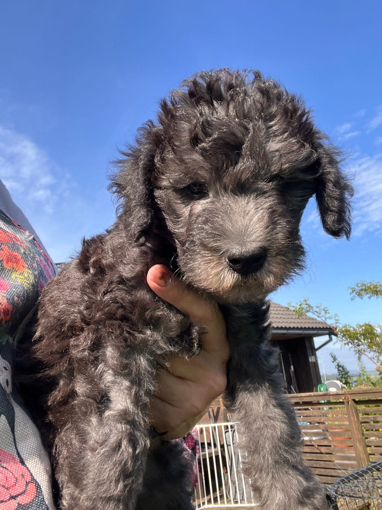 Bedlington terrier