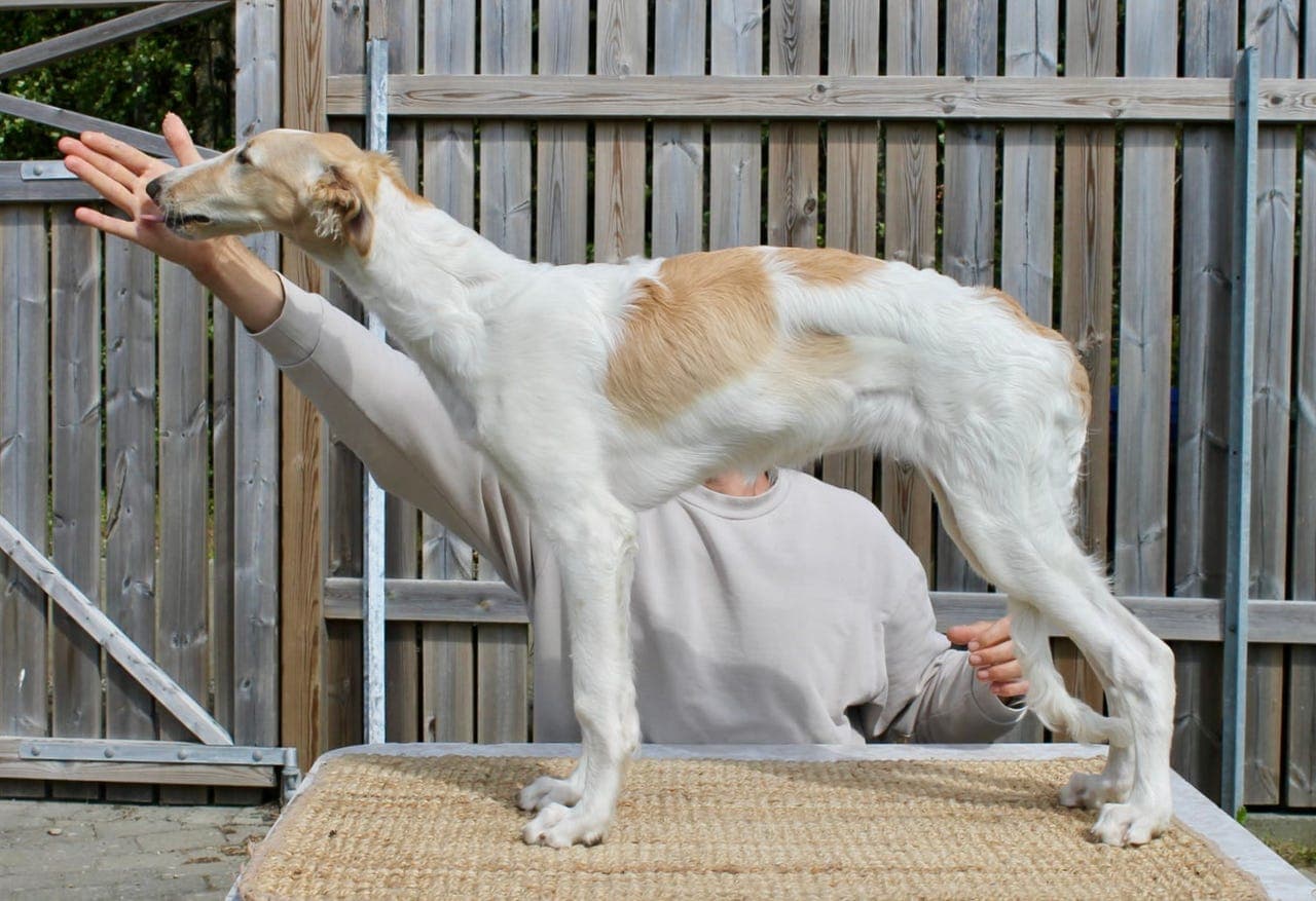 Borzoi valper