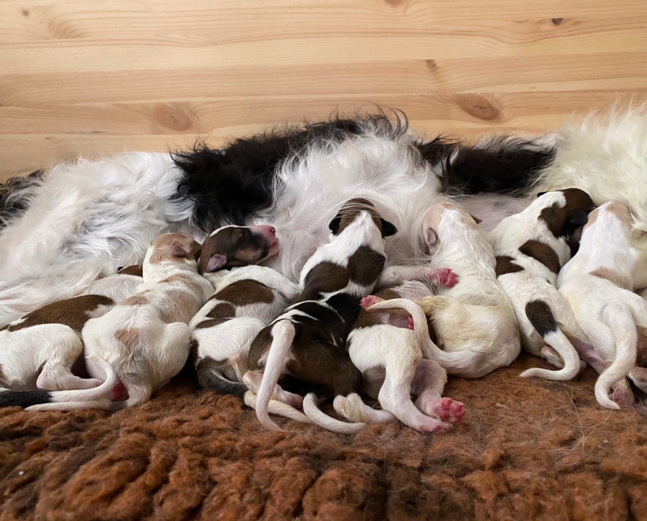 Borzoi valper