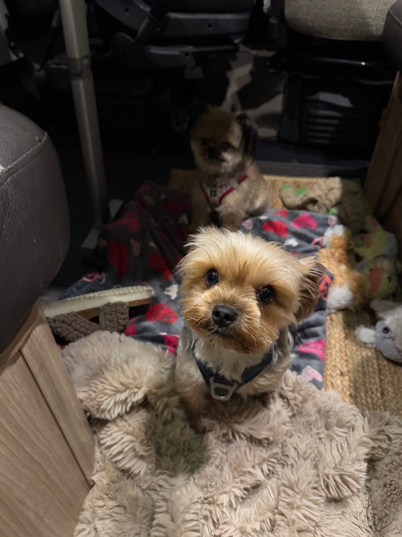 Yourkshireterrier vurderes omplassert
