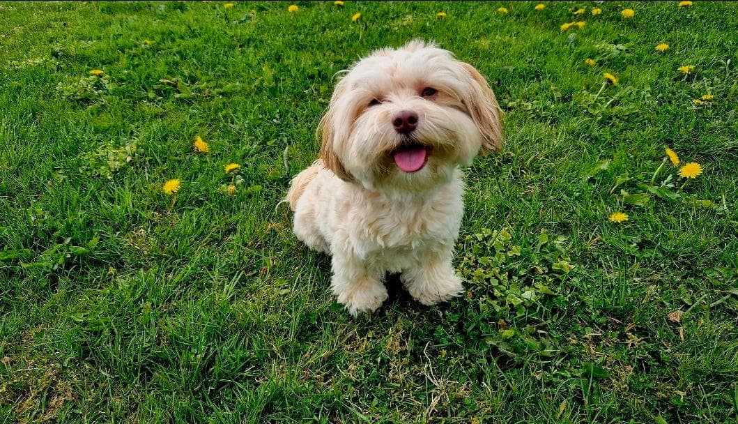 Bichon havanais med NKK stamtavle