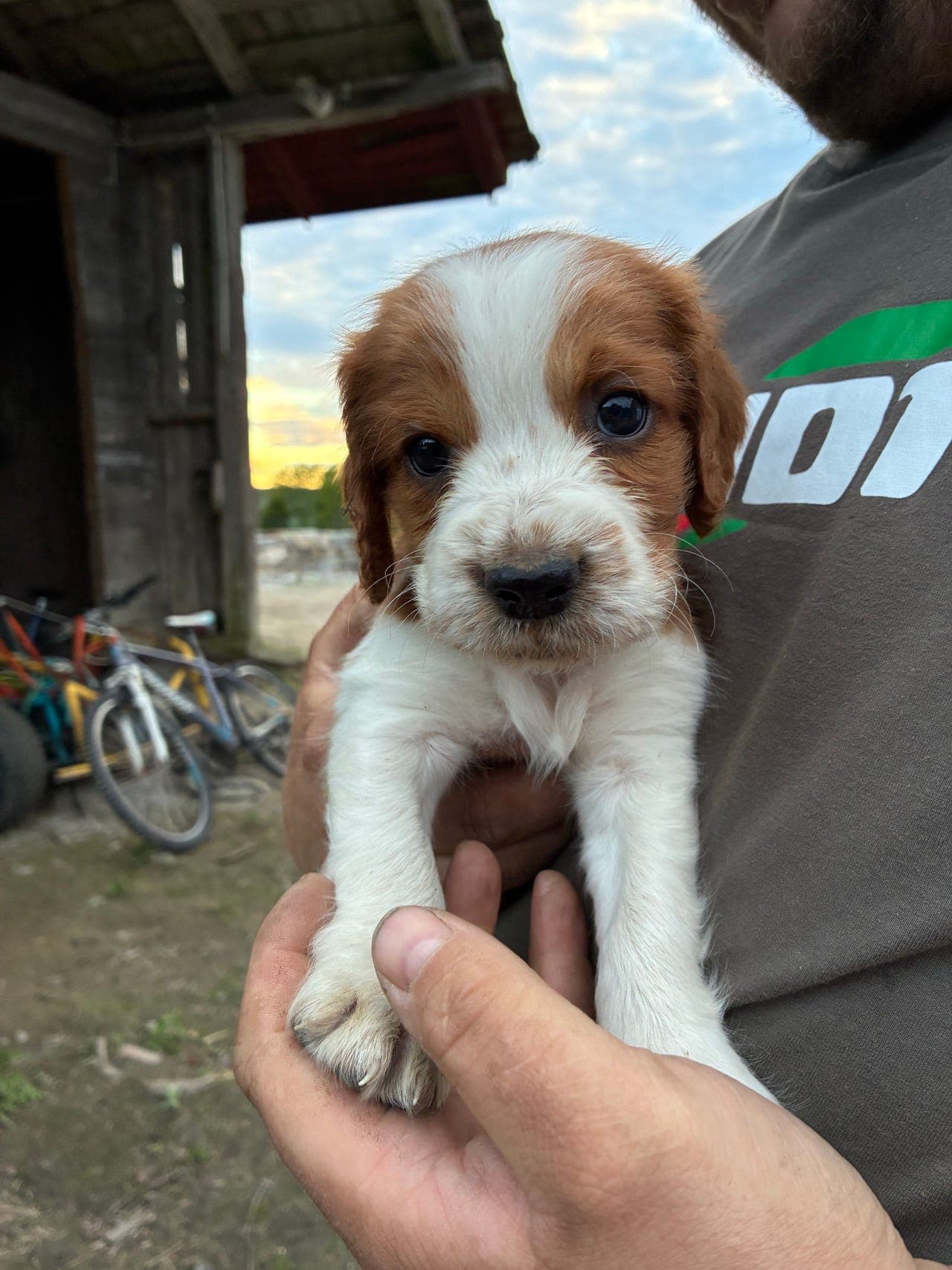 Welsh springer spaniel valp