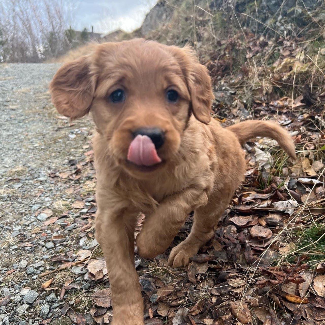 Golden retriever av jaktlinjer