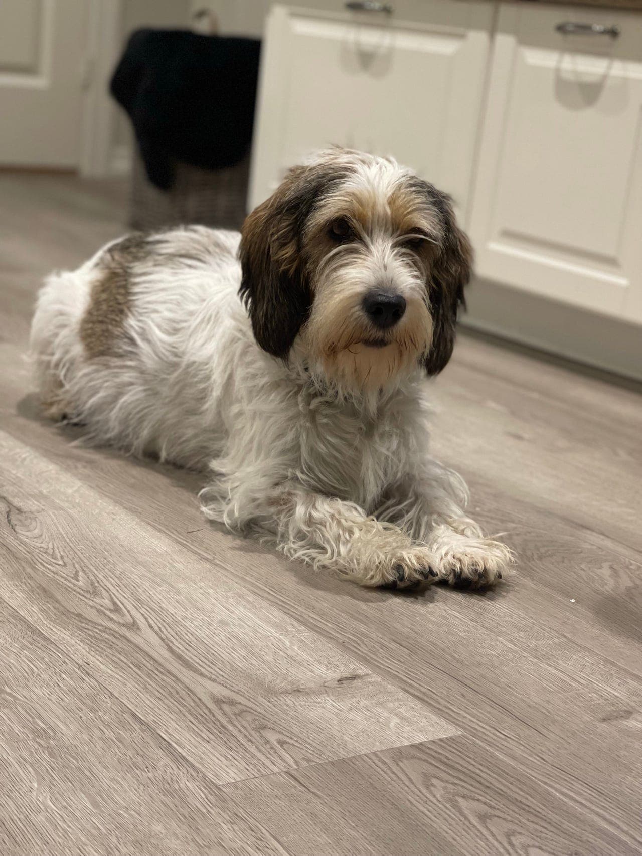Petit Basset Griffon Vendeén