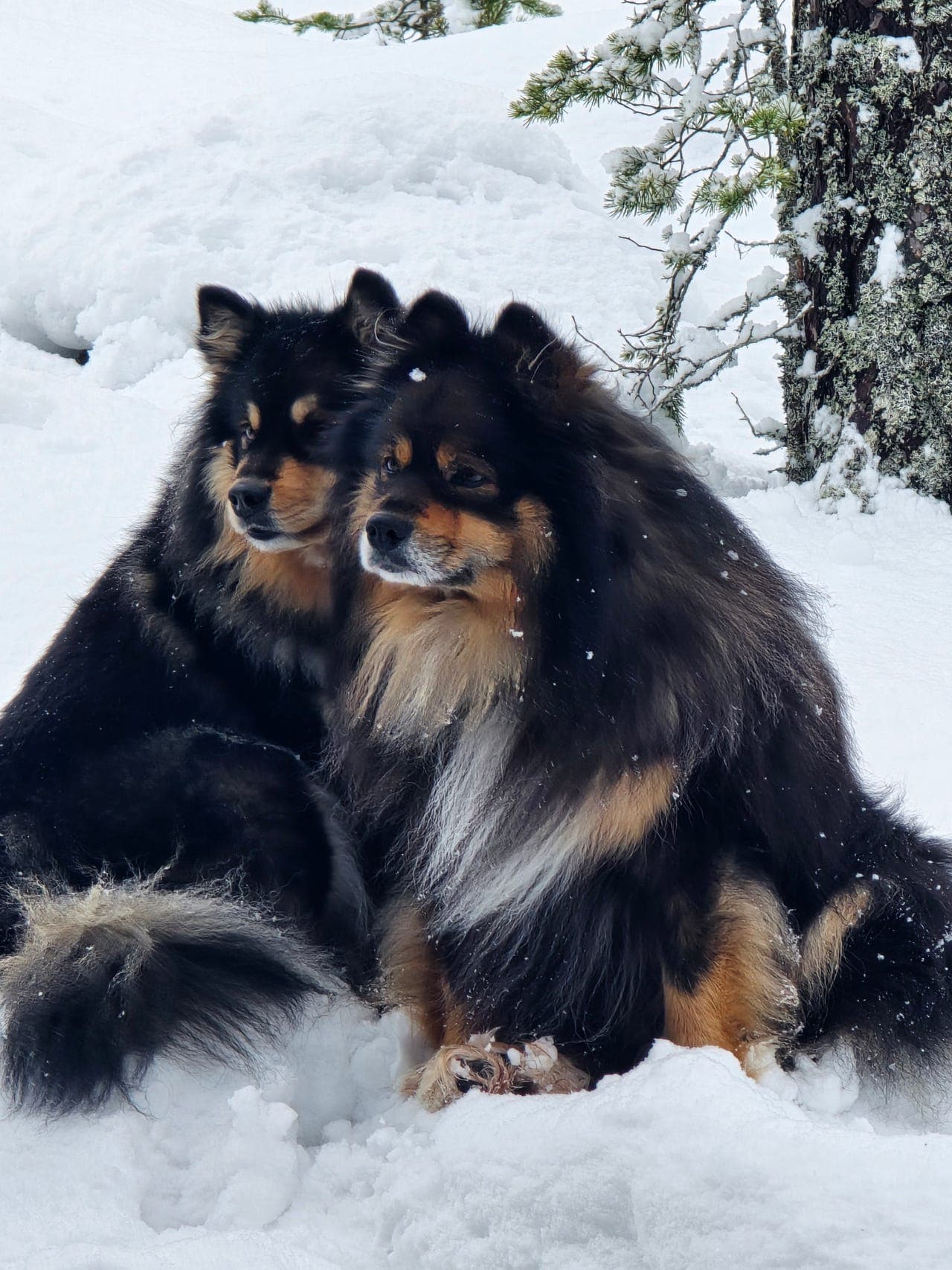 Finsk lapphund valper
