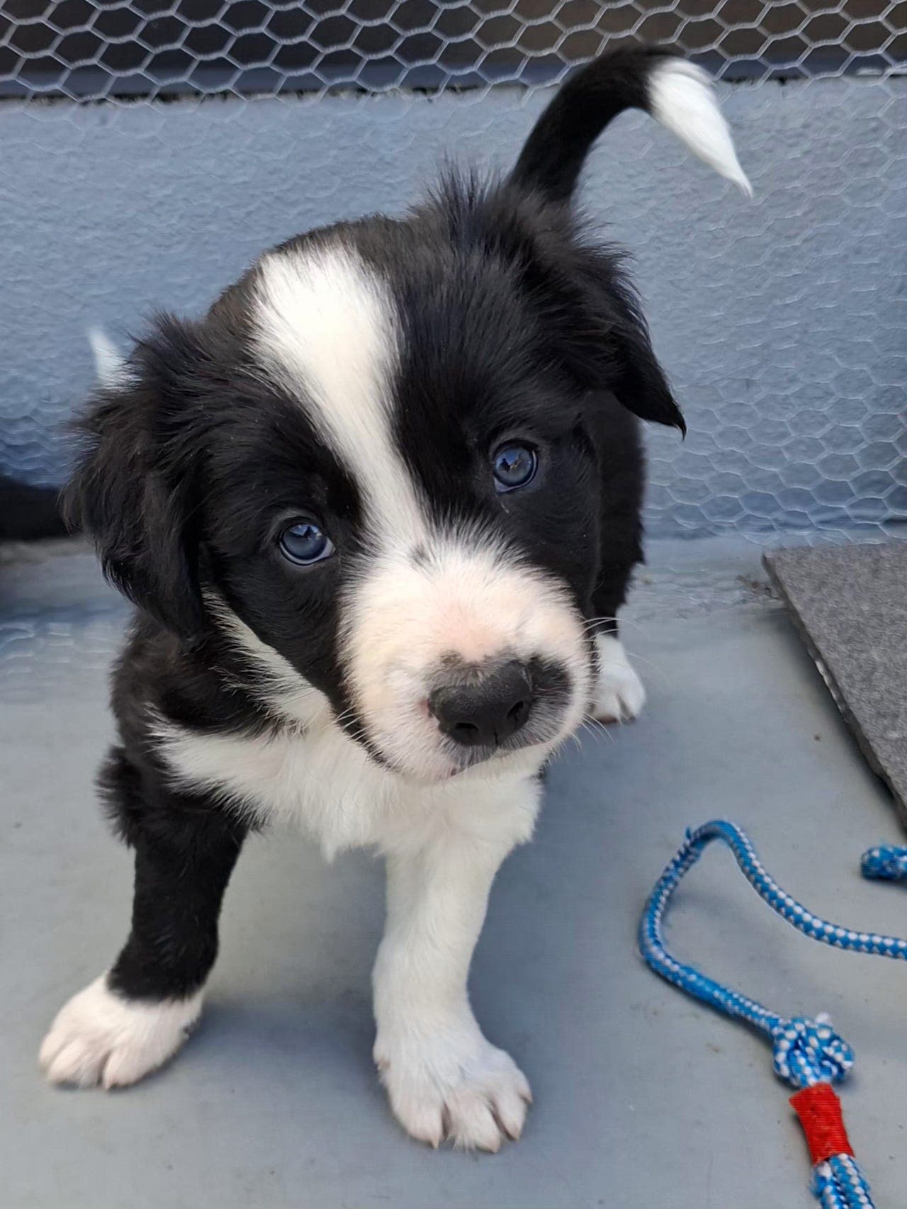 NKK reg Border Collie hann valp
