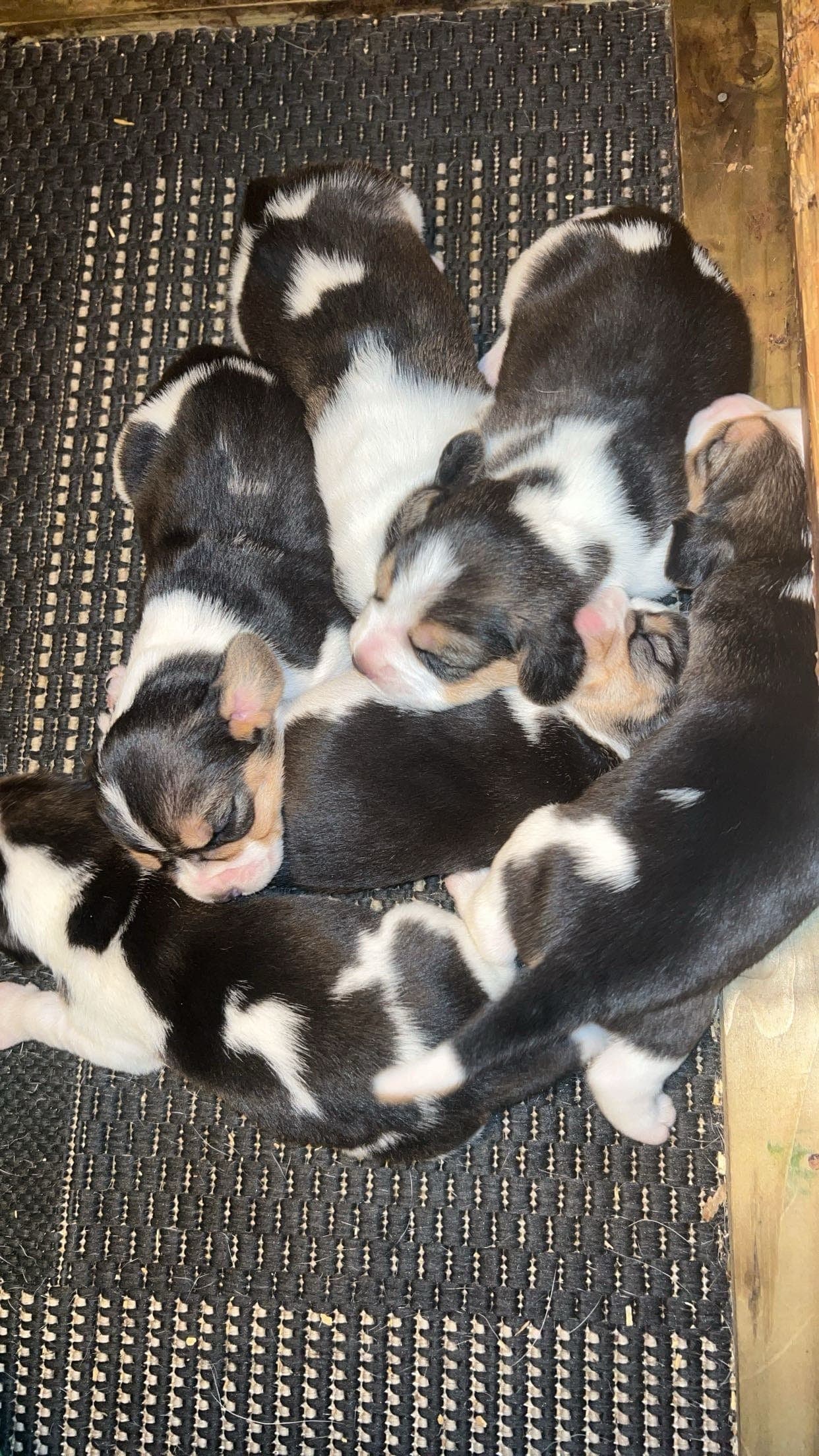 Beagle valper