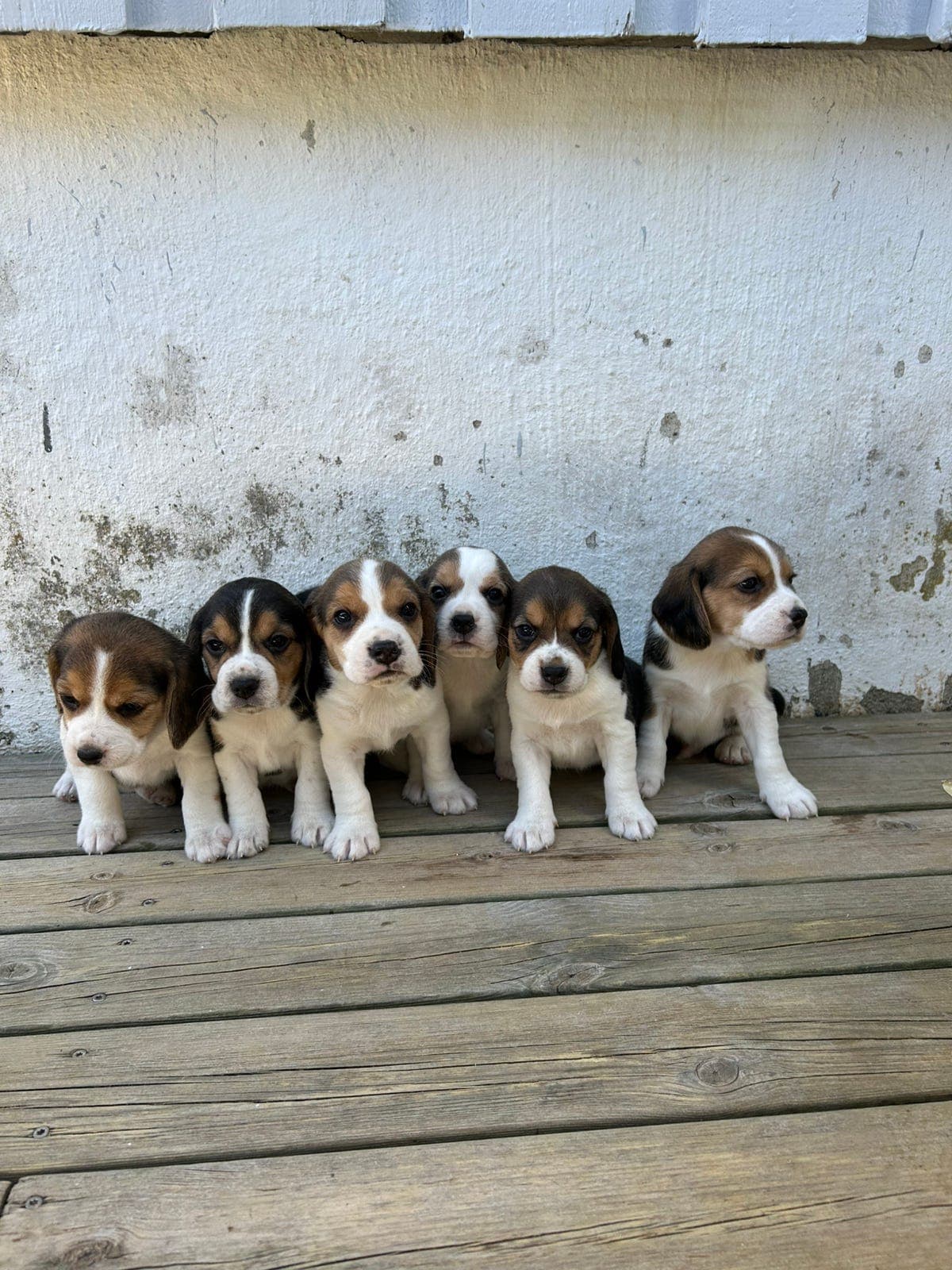 Beagle valper