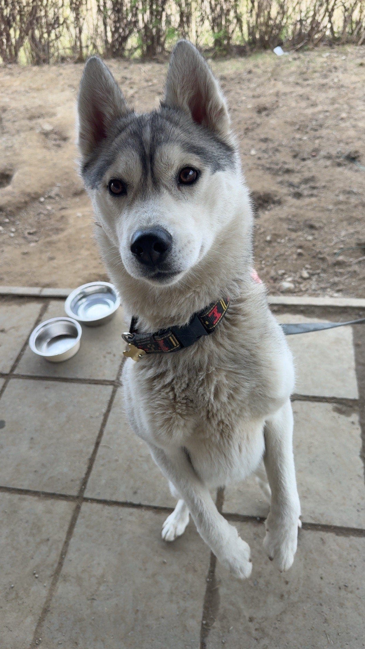 Siberian Husky Tispe