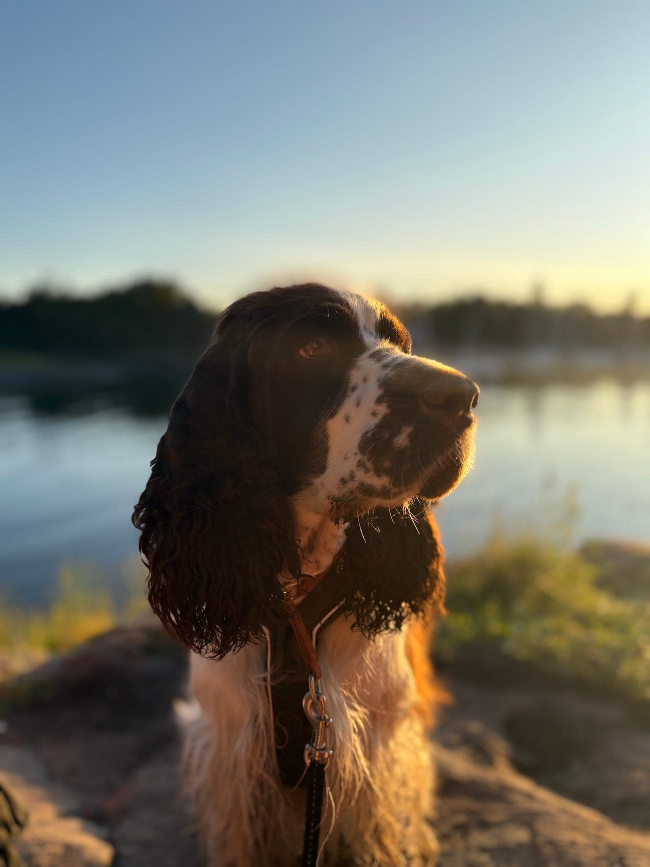 Omplassering hund deltid / avlastningshjem