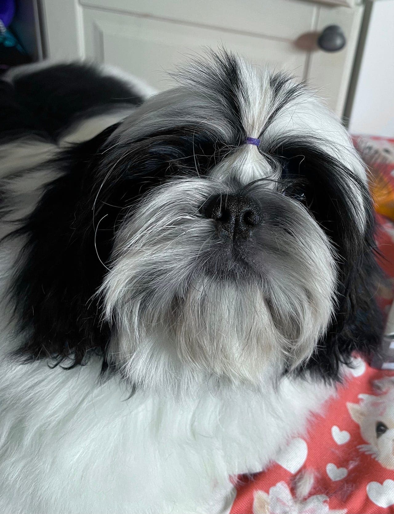 Shih tzu VALP nkk registrert RESERVERT