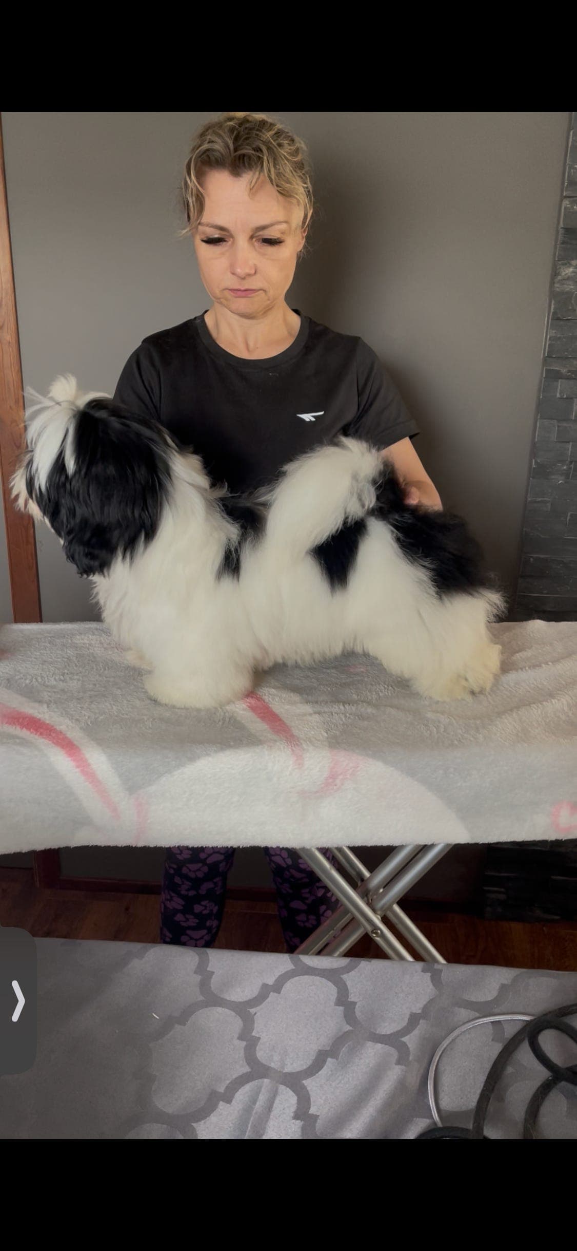 Shih tzu VALP nkk registrert